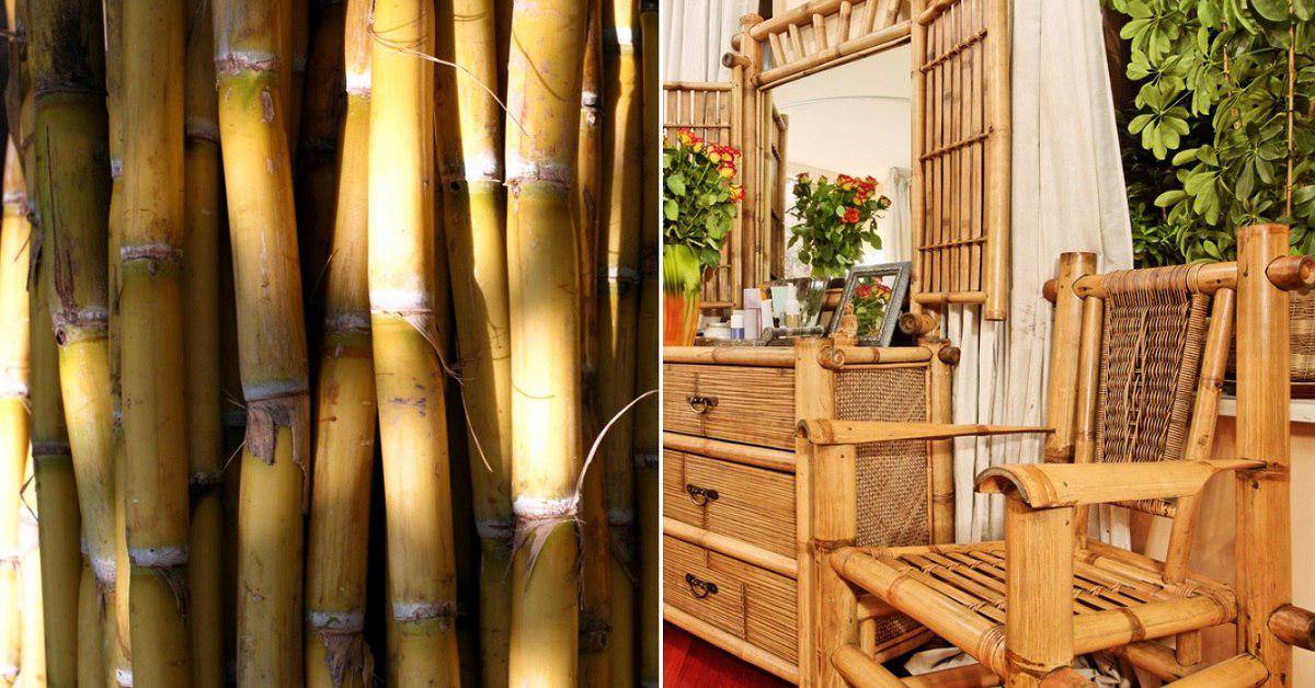 Бамбук — это органическое сырьё будущего